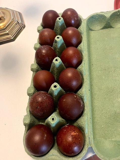 Œufs fécondés poules Marans NCC