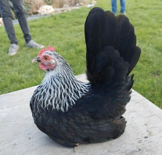 Mix oeuf fécondés de chabo - Parcs séparés