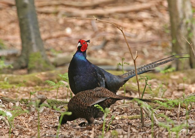 Faisans obscur/ chocolat