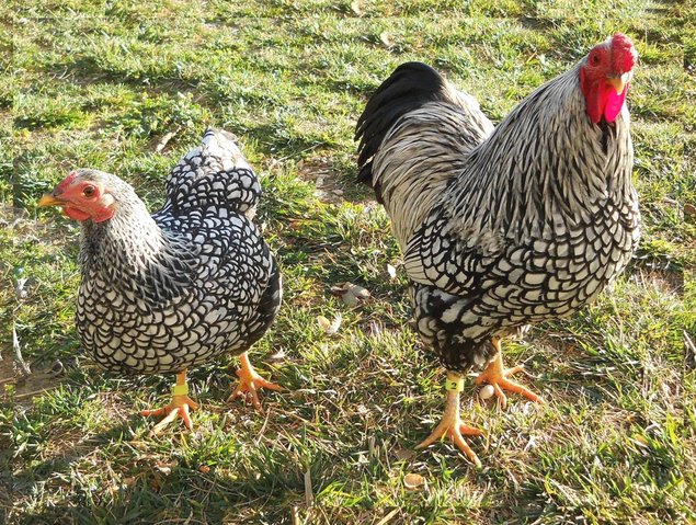 Wyandotte argentée à liseré noir - PETITE race - 12 oeufs - Assurance transport comprise - Fontolive