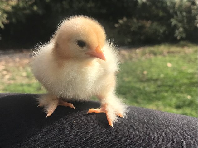Pékin Porcelaine bleu rouge (Millefleurs) - 8 oeufs - Assurance transport comprise - Fontolive