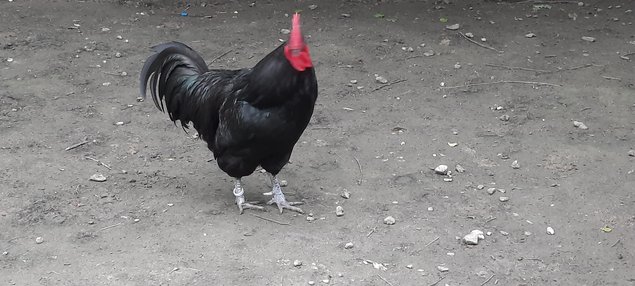 Lot de 24 œufs : 12 œufs de Cotentine et 12 œufs de Pavilly