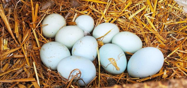 Cream Legbar (=Legbar Huppé saumon coucou doré clair)