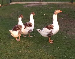 Œufs fécondés d’Oies Flamandes