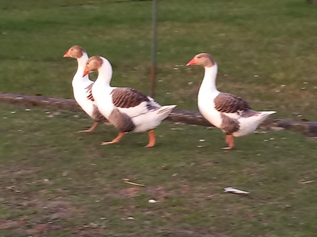 Œufs fécondés d’Oies Flamandes