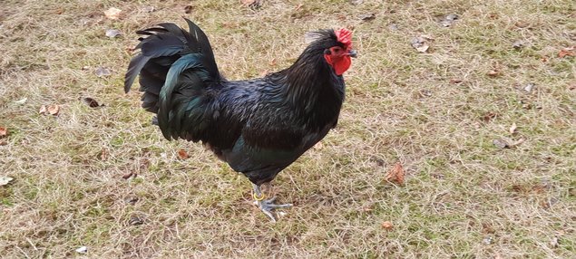 LOT DE 24 OEUFS DE POULES DE RACES NORMANDES