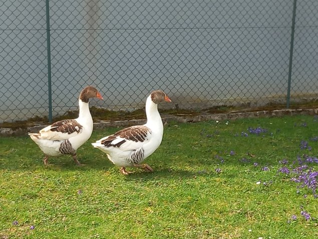 Œufs fécondés d’Oies Flamandes