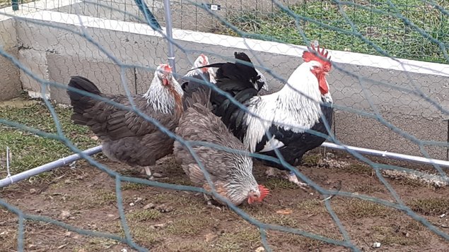 Dorking saumon argenté souche oeufs blancs