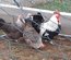Dorking saumon argenté souche oeufs blancs