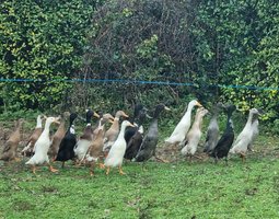 .Coureur indien dont certains huppés