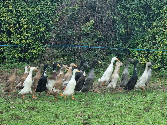 .Coureur indien dont certains huppés
