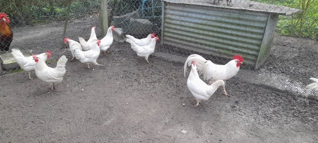 LEGHORN BLANCHE