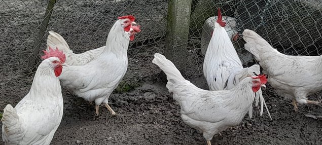 LEGHORN BLANCHE