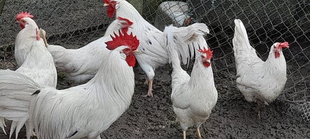 LEGHORN BLANCHE