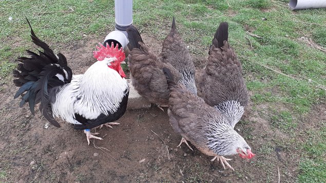Dorking saumon argenté souche oeufs blancs