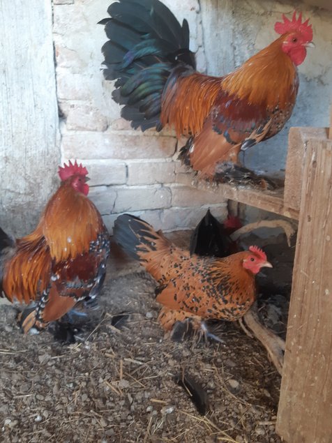 🐣 Sabelpoot Porcelaine Dorée