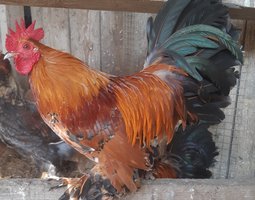 🐣 Sabelpoot Porcelaine Dorée