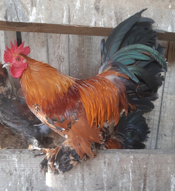 🐣 Sabelpoot Porcelaine Dorée