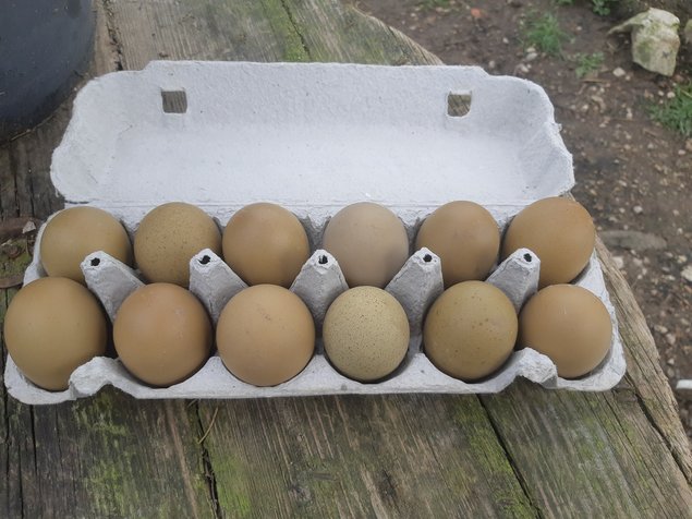 💚 Œufs de Couleur ( Poule Olivette)