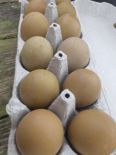 💚 Œufs de Couleur ( Poule Olivette)