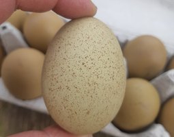 💚 Œufs de Couleur ( Poule Olivette)