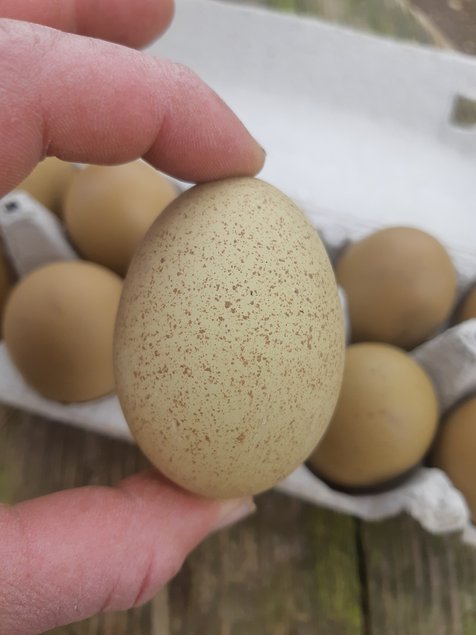 💚 Œufs de Couleur ( Poule Olivette)