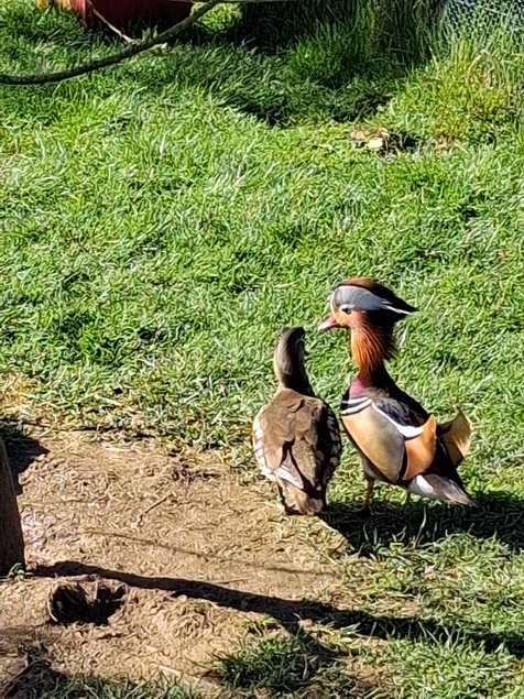 Oeufs Canes mandarins