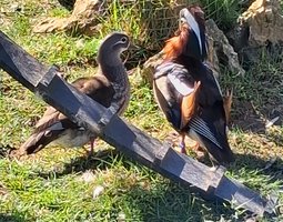 Oeufs Canes mandarins