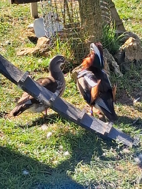 Oeufs Canes mandarins