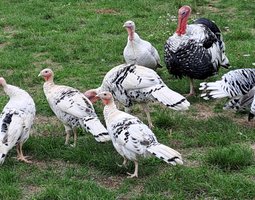 Oeufs de dinde royale