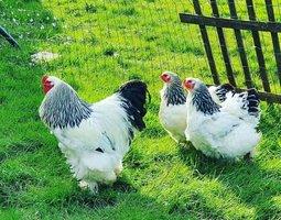 Oeufs de brahmas herminées Gr