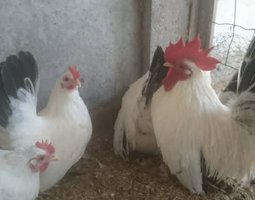 Mix oeuf fécondés de chabo - Parcs séparés