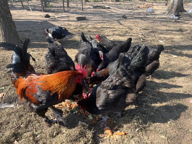 Œufs fécondés poules Marans NCC