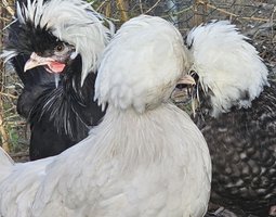 Hollandaise huppé Tata cocottes