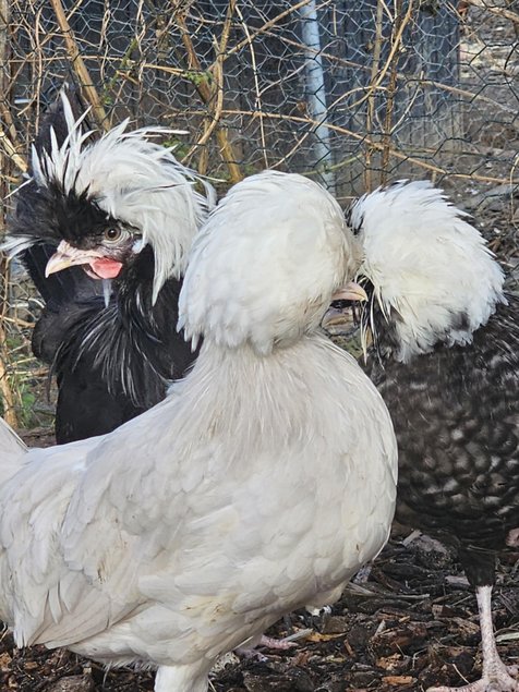 Hollandaise huppé Tata cocottes