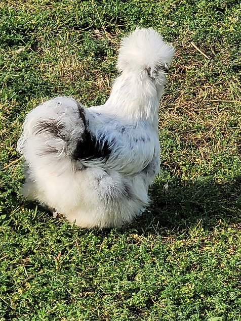 Œufs à couver Silkies / Poule soies US