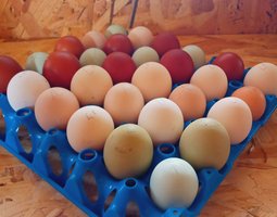 🥚  Le "Grand Mix" de Tata Cocotte : Qualité Pure Race, Prix Mini !