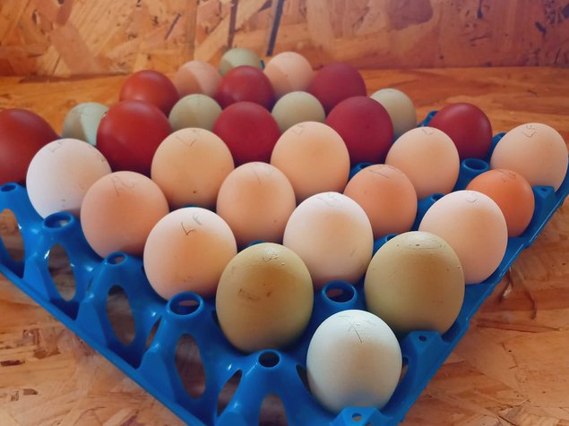 🥚  Le "Grand Mix" de Tata Cocotte : Qualité Pure Race, Prix Mini !