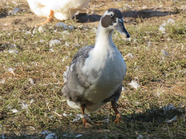 Canard de Huttegem à dessin noir et blanc et à dessin bleu et blanc