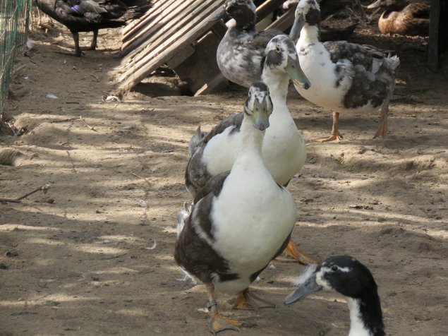 Canard de Huttegem à dessin noir et blanc et à dessin bleu et blanc