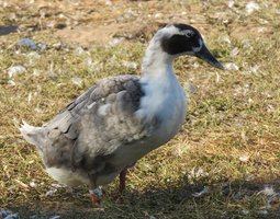 Canard de Huttegem à dessin noir et blanc et à dessin bleu et blanc