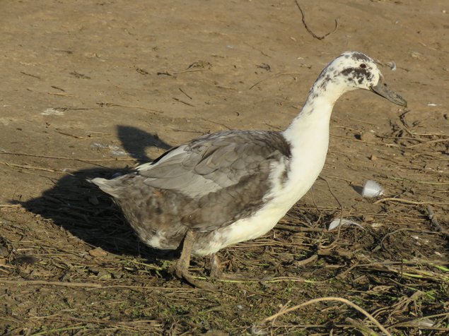 Canard de Huttegem à dessin noir et blanc et à dessin bleu et blanc