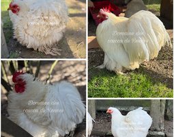 Pékin Blanc lisse/frisé