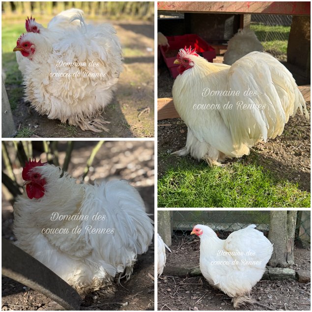 Pékin Blanc lisse/frisé