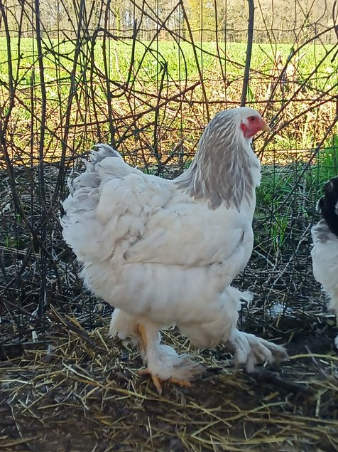 Brahma Blanc herminé noir et bleu Tata cocottes