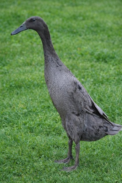 canards coureurs indiens