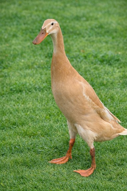 canards coureurs indiens