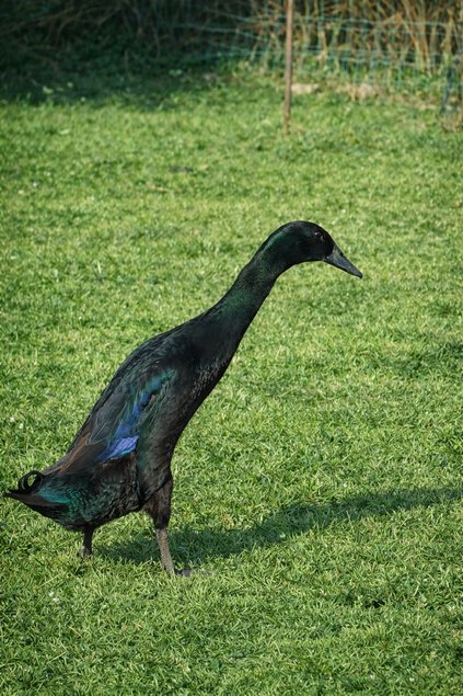 canards coureurs indiens