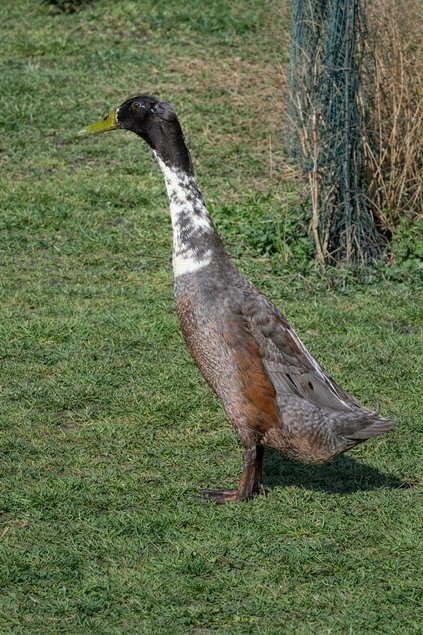 canards coureurs indiens