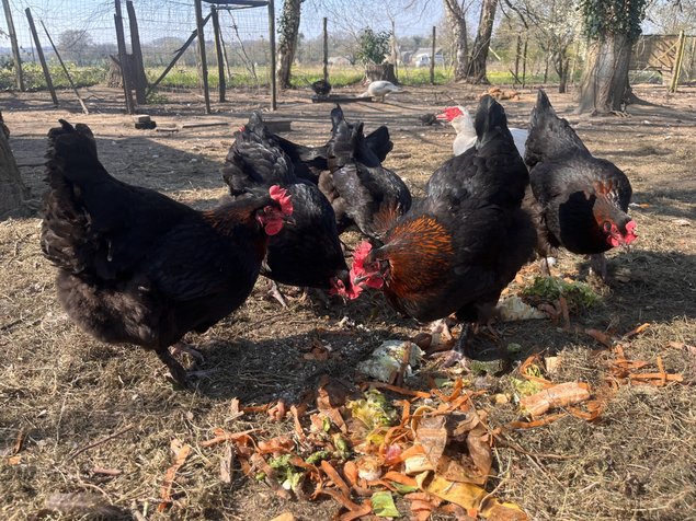 Œufs fécondés poules Marans NCC